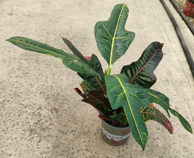 Kraton (Croton) bitkisi kiçik ölçülü